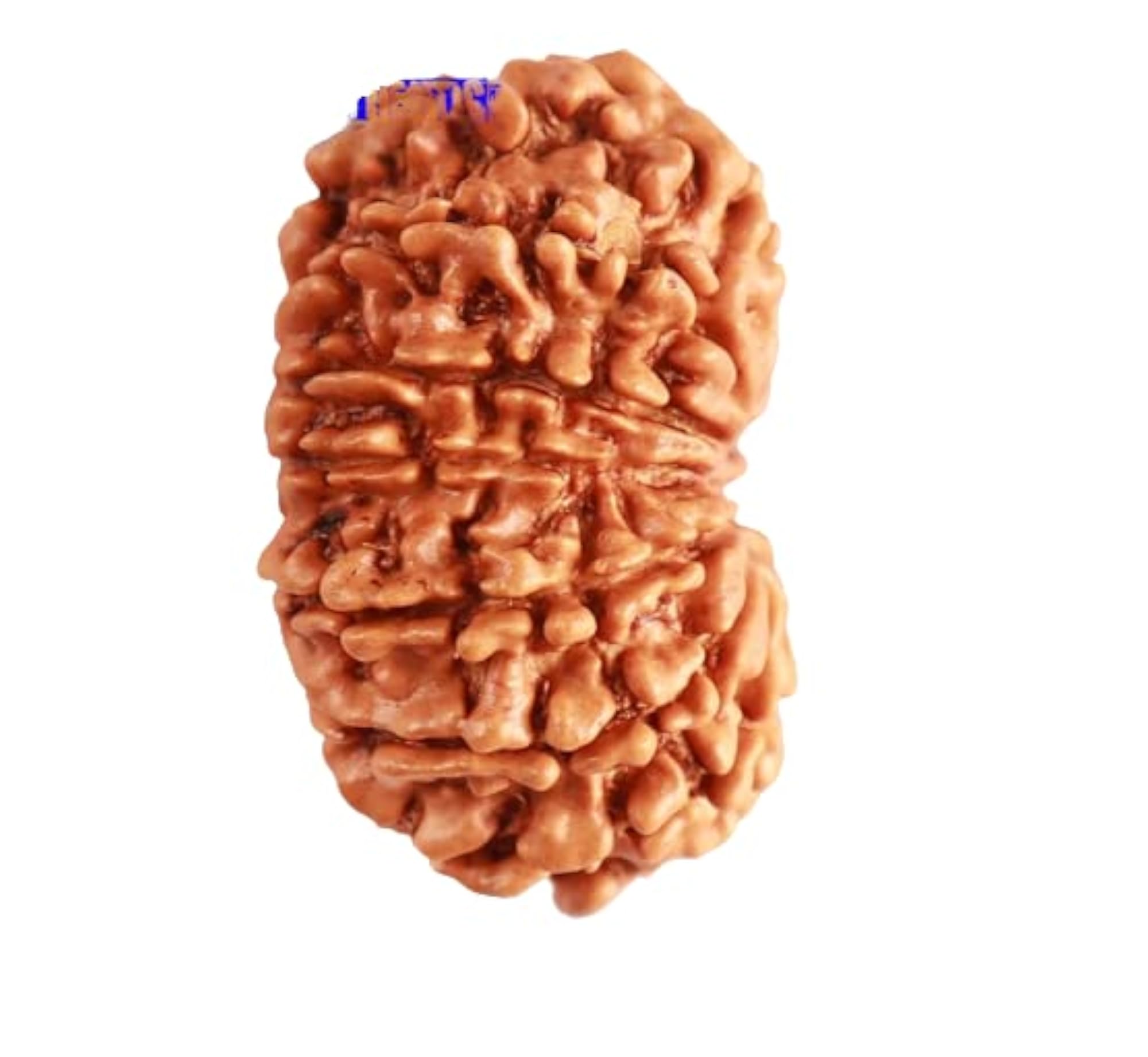 14 Mukhi Rudraksha Nepali Holy Bead